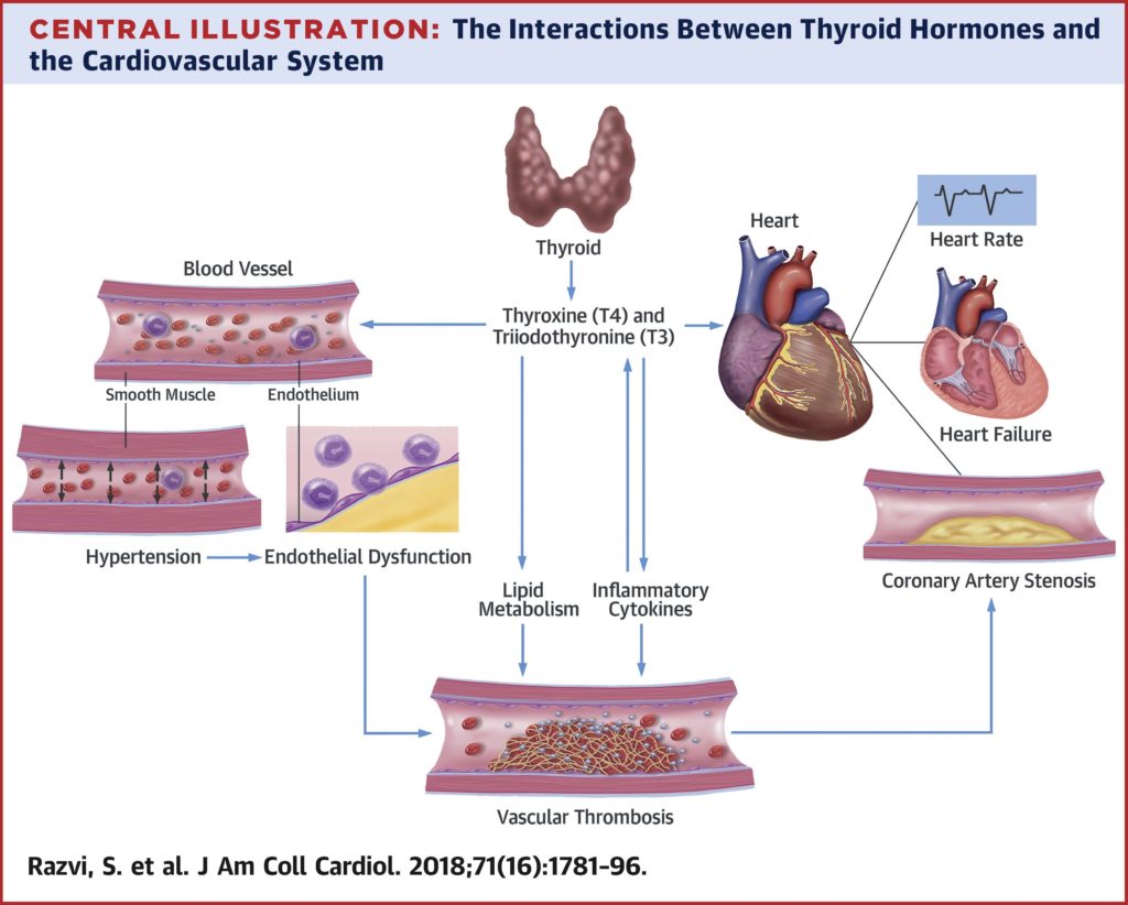Salman Razvi, Avais Jabbar, Alessandro Pingitore, Sara Danzi, Bernadette Biondi, Irwin Klein, Robin Peeters, Azfar Zaman, Giorgio Iervasi,
Thyroid Hormones and Cardiovascular Function and Diseases,
Journal of the American College of Cardiology,
Volume 71, Issue 16,
2018,
Pages 1781-1796,
ISSN 0735-1097,
https://doi.org/10.1016/j.jacc.2018.02.045.
(https://www.sciencedirect.com/science/article/pii/S0735109718333795)
Abstract: Thyroid hormone (TH) receptors are present in the myocardium and vascular tissue, and minor alterations in TH concentration can affect cardiovascular (CV) physiology. The potential mechanisms that link CV disease with thyroid dysfunction are endothelial dysfunction, changes in blood pressure, myocardial systolic and diastolic dysfunction, and dyslipidemia. In addition, cardiac disease itself may lead to alterations in TH concentrations (notably, low triiodothyronine syndrome) that are associated with higher morbidity and mortality. Experimental data and small clinical trials have suggested a beneficial role of TH in ameliorating CV disease. The aim of this review is to provide clinicians dealing with CV conditions with an overview of the current knowledge of TH perturbations in CV disease.
Keywords: acute myocardial infarction; amiodarone; heart failure; thyroxine; triiodothyronine