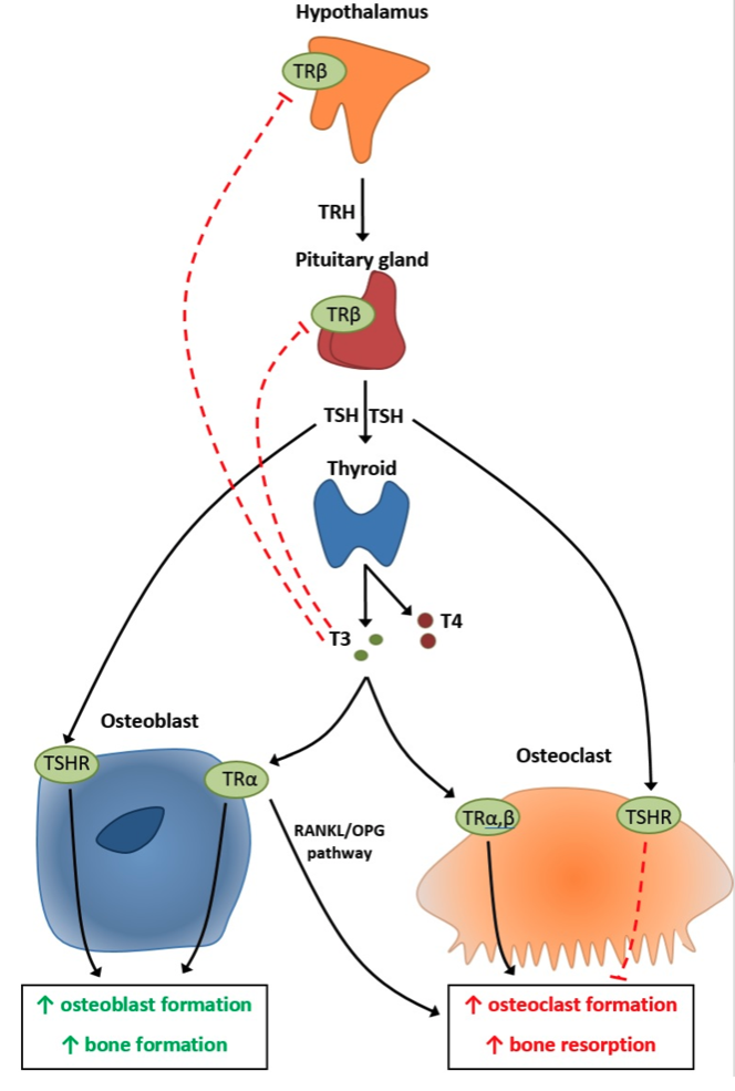 HPT axis - thyroid physiology