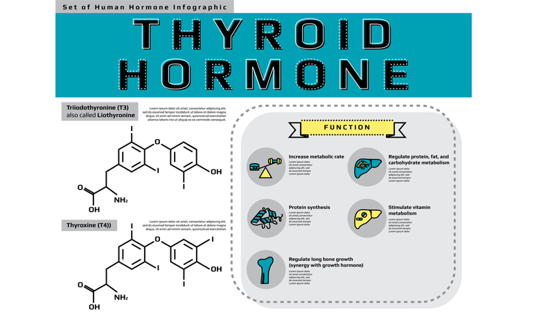 function of the thyroid hormones